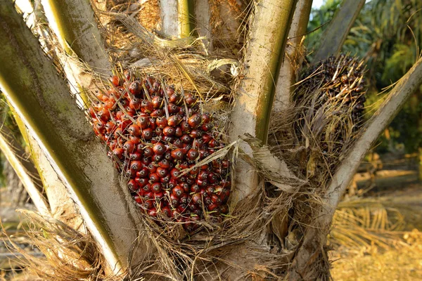 Oil Palm Plantation