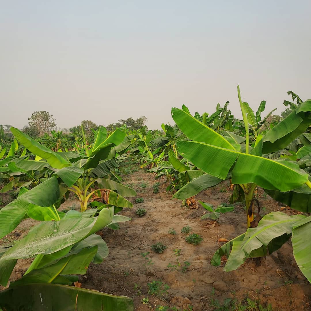 Commercial Farm Setup