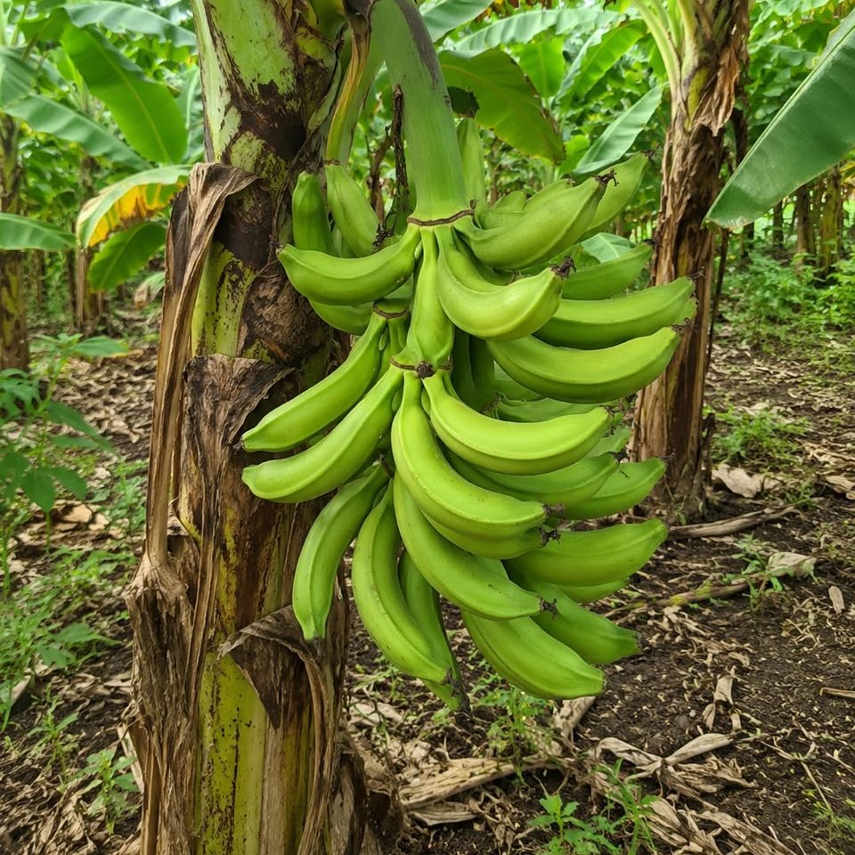 Fresh Plantain