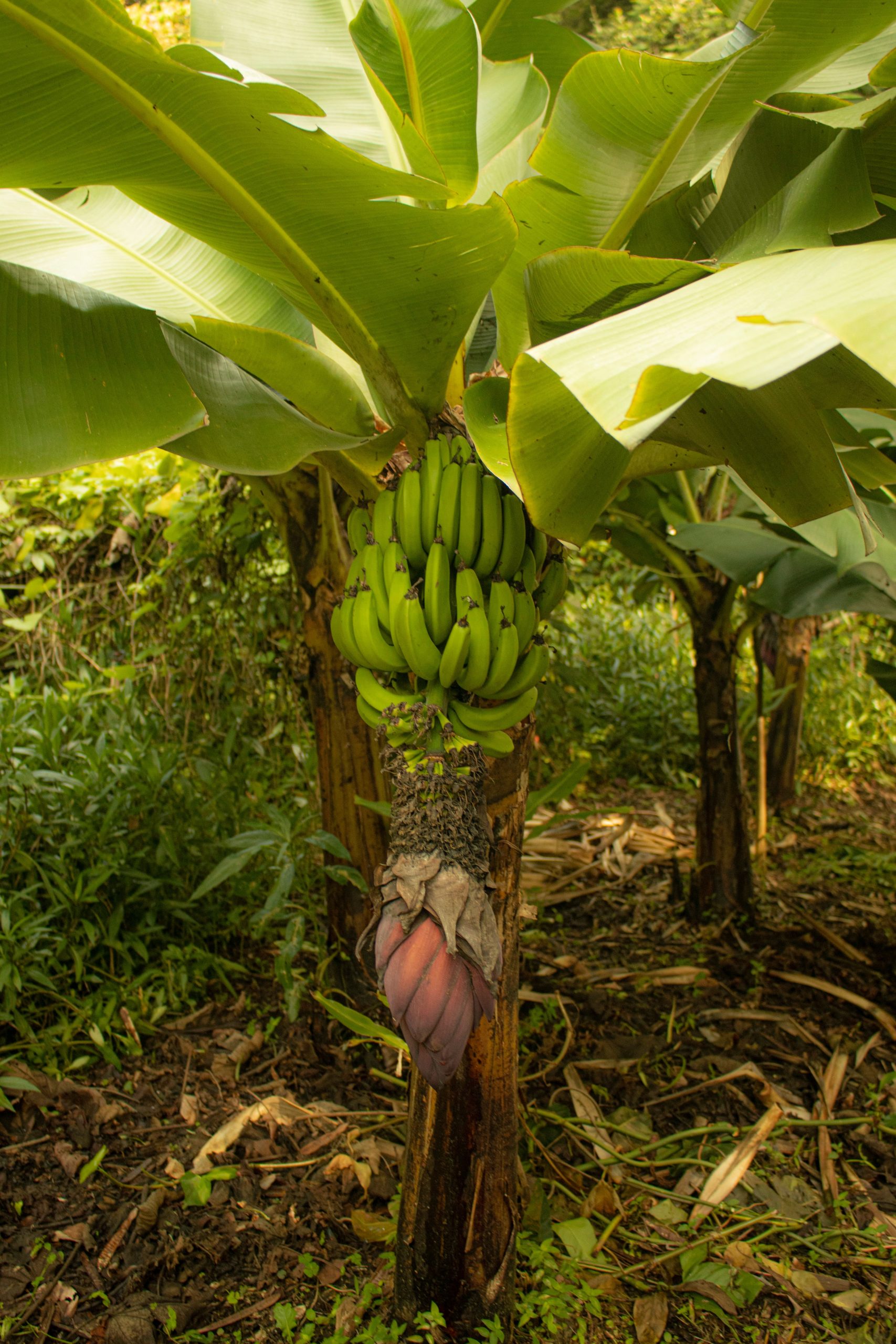 Commercial Plantain Expansion